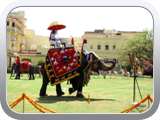 Elephant polo Jaipur